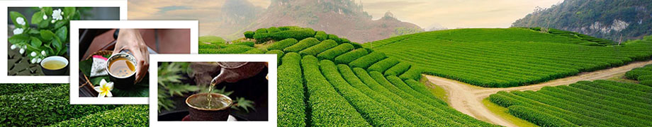 Le the dans la culture Vietnamienne